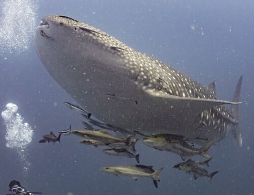 ฉลามวาฬ ที่ไม่ใช่วาฬ แต่เป็นฉลาม ฉลามวาฬ (Whale Shark)
